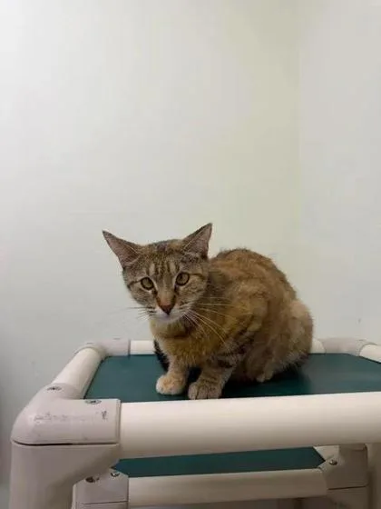 An adult medium-sized female Domestic Short Hair cat named Dr. Lawson for adoption in Aberdeen, SD