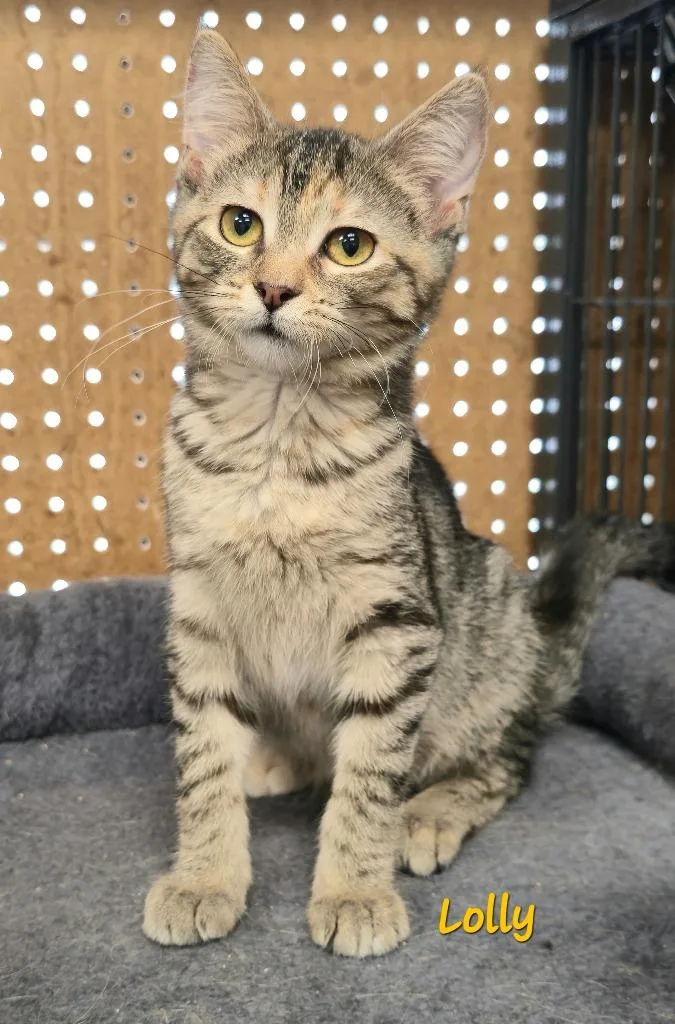 A baby medium-sized female Domestic Short Hair cat named Lolly for adoption in Cedar Rapids, IA