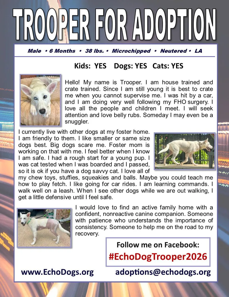 A young large-sized male White German Shepherd dog named Trooper for adoption in Londonderry, NH
