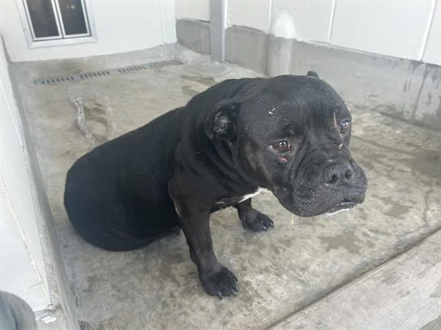 An adult small-sized female Boxer dog named Polly for adoption in Ocala, FL