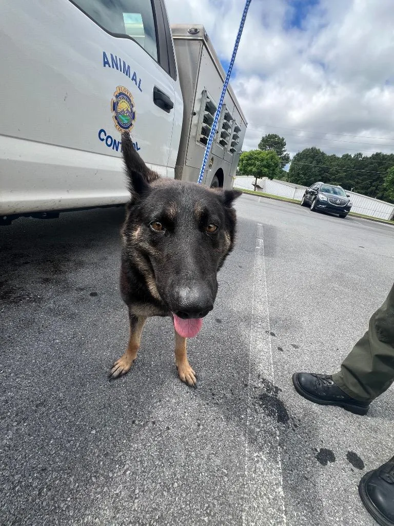 A young medium-sized female Mixed Breed dog named Clime for adoption in Rome, GA