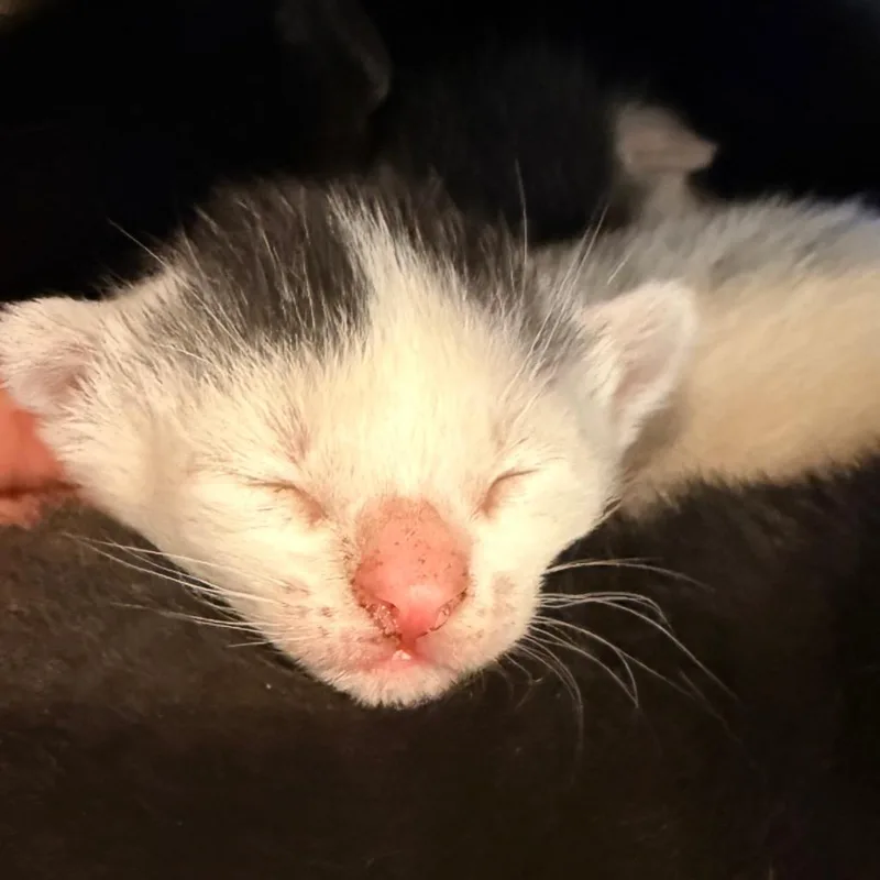A baby small-sized male Black Domestic Short Hair cat named Samson for adoption in Santa Barbara, CA