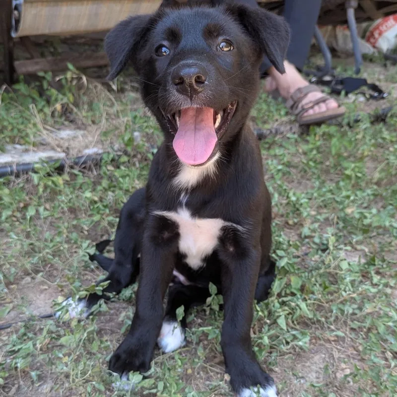 A baby medium-sized female Black Labrador Retriever dog named Very Cherry for adoption in Austin, TX