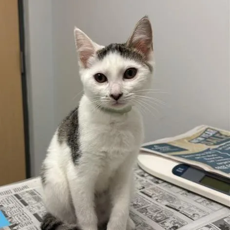 A baby small-sized female Gray / Blue / Silver Domestic Short Hair cat named Taylor for adoption in Jacksonville, FL
