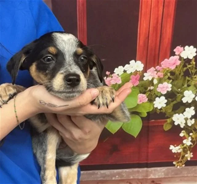 A baby small-sized female Australian Cattle Dog / Blue Heeler dog named Ivy for adoption in San Bernardino, CA