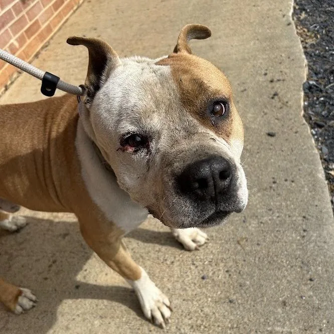 An adult small-sized male Yellow / Tan / Blond / Fawn Pit Bull Terrier dog named Svasstray for adoption in Lyndhurst, VA