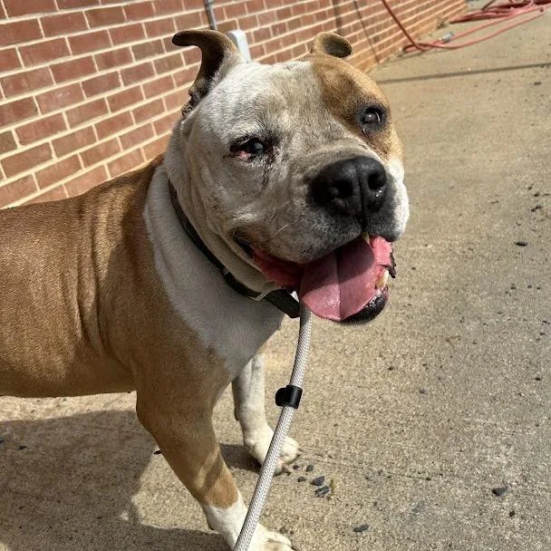 Svasstray thumbnail 2