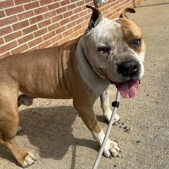 Svasstray thumbnail 3