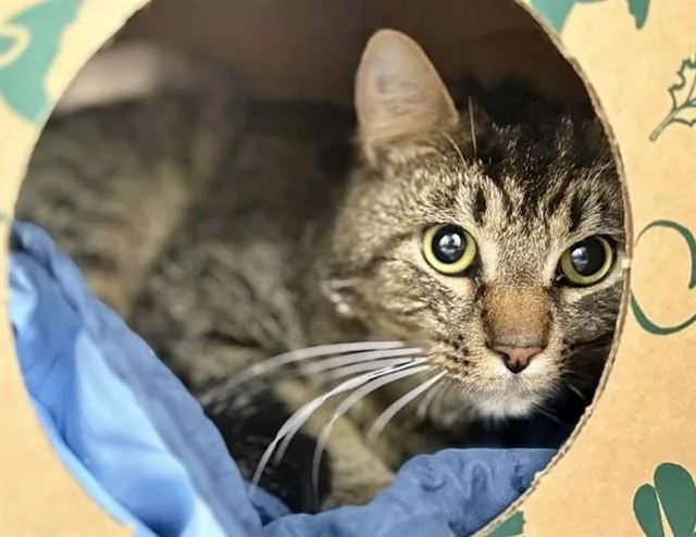 A young medium-sized male Domestic Short Hair cat named Chewy for adoption in Saint Louis, MO