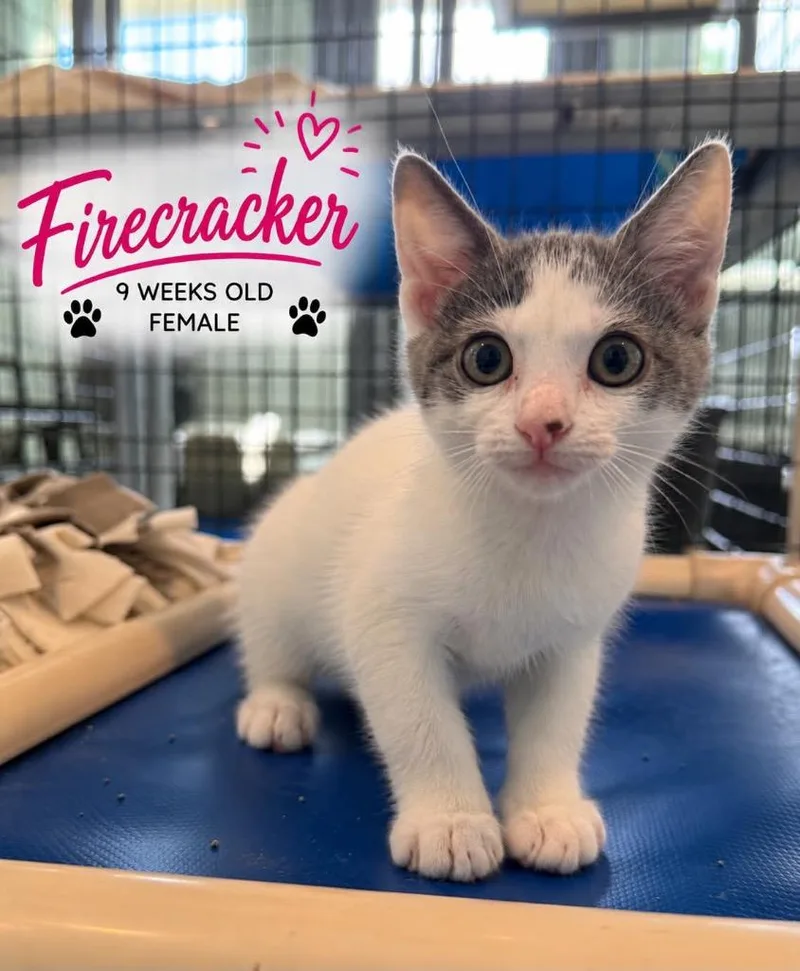Firecracker