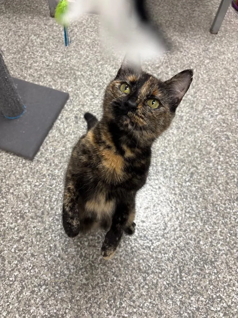 A young medium-sized female Domestic Short Hair cat named Penny for adoption in Findlay, OH