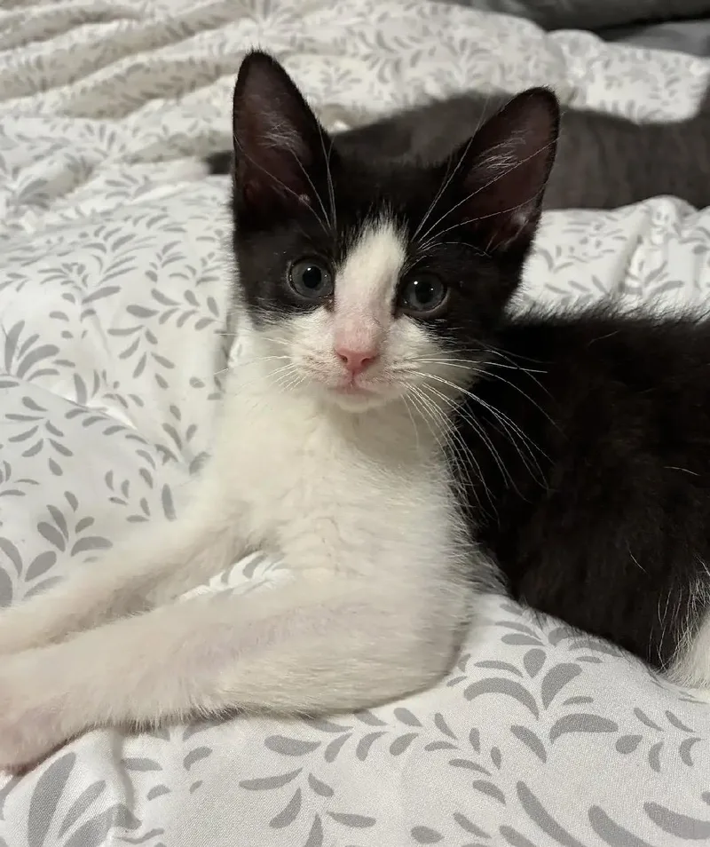 A baby medium-sized male Black Domestic Short Hair cat named Thomas Jefferson & John for adoption in Beltsville, MD