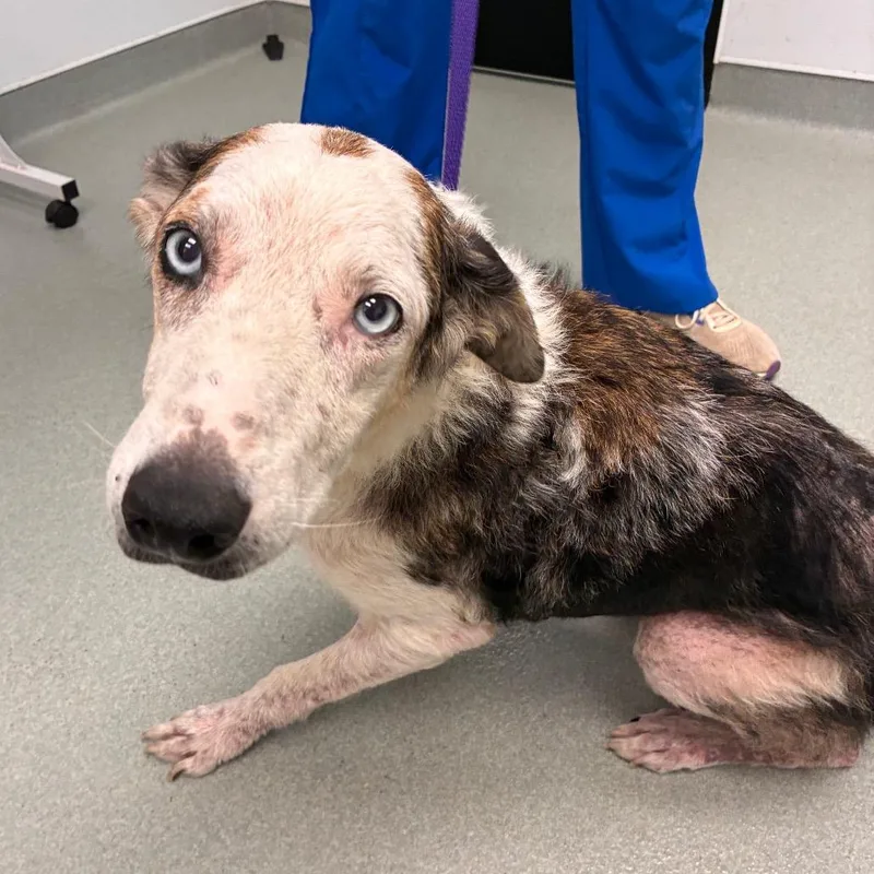 A senior medium-sized female White / Cream Catahoula Leopard Dog dog named Khaleesi for adoption in Abilene, TX