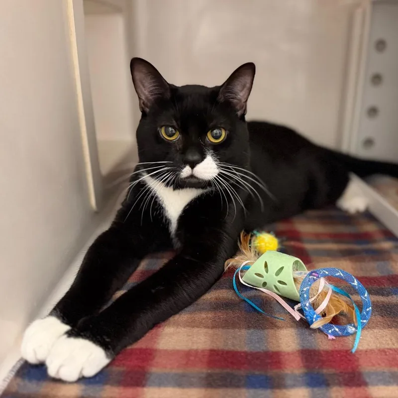 An adult medium-sized male Black Domestic Short Hair cat named Jeff for adoption in Sarasota, FL