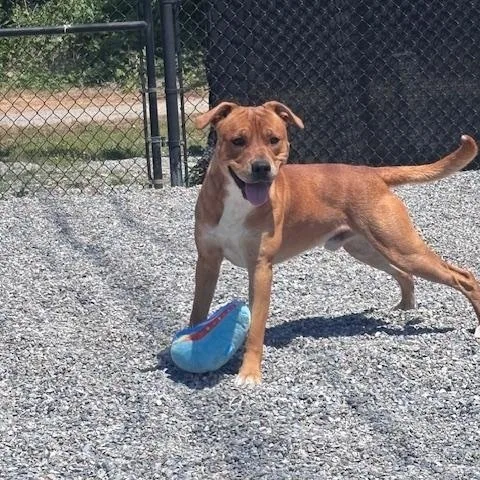 A young medium-sized male Red / Chestnut / Orange Labrador Retriever dog named Elmer for adoption in Marion, NC
