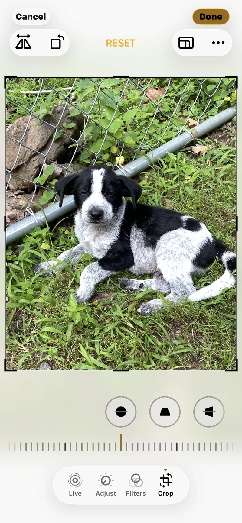 A baby small-sized male Australian Shepherd dog named Blue for adoption in Welling, OK