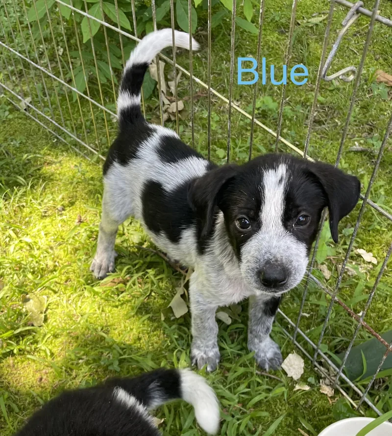 Blue thumbnail 3