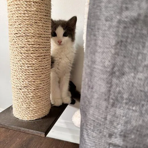 A baby small-sized male Domestic Short Hair cat named Chilito for adoption in Canal Winchester, OH