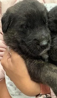 A baby small-sized male German Shepherd Dog dog named Rolly Polly for adoption in Riverside, CA