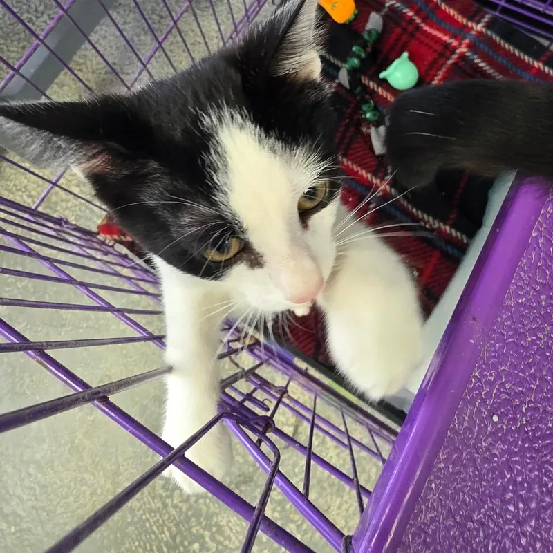 A baby small-sized male Black Domestic Short Hair cat named Twilight for adoption in Duncan, OK