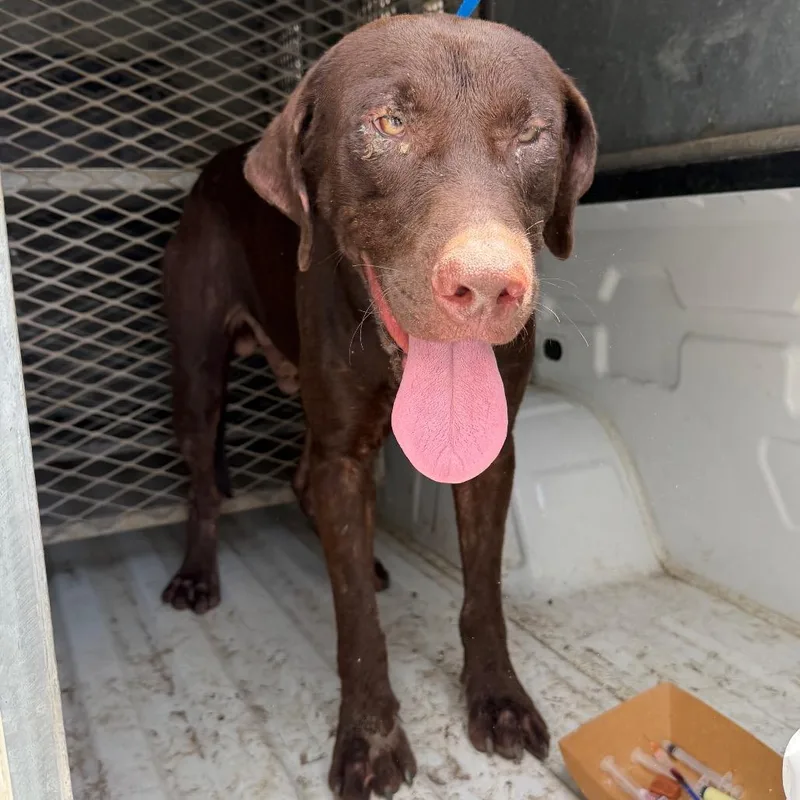 An adult large-sized male Labrador Retriever dog named Dougie for adoption in Edinburg, TX