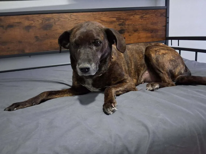 A senior medium-sized female Mountain Cur dog named Bella for adoption in Soddy Daisy, TN