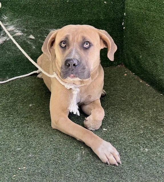 A young large-sized female Pit Bull Terrier dog named Jennifer for adoption in Lancaster, CA