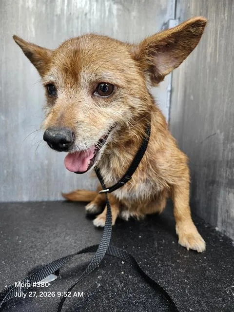 An adult small-sized male Terrier dog named Tito for adoption in San Antonio, TX