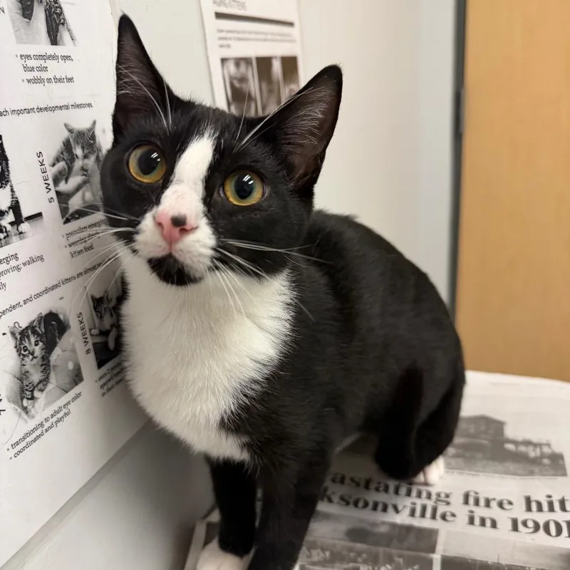 A baby small-sized female Black Domestic Short Hair cat named Lita for adoption in Jacksonville, FL