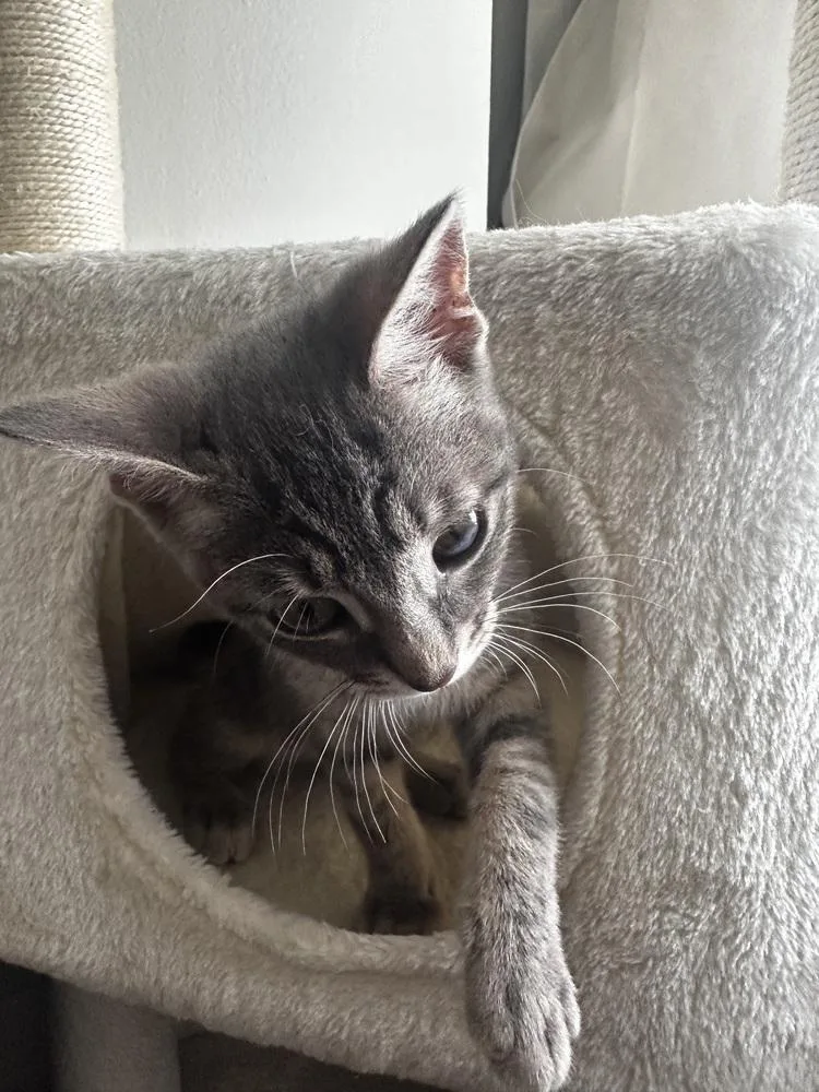 A baby small-sized female Domestic Short Hair cat named Shirley for adoption in Ferndale, MI