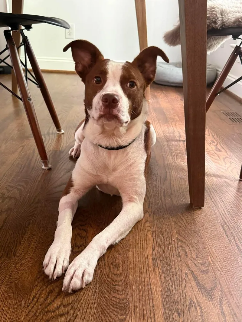 An adult medium-sized female Labrador Retriever dog named Penelope for adoption in Holly Springs, NC