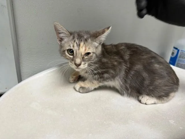 A baby small-sized female Domestic Short Hair cat named Queen Poppy for adoption in Antioch, CA