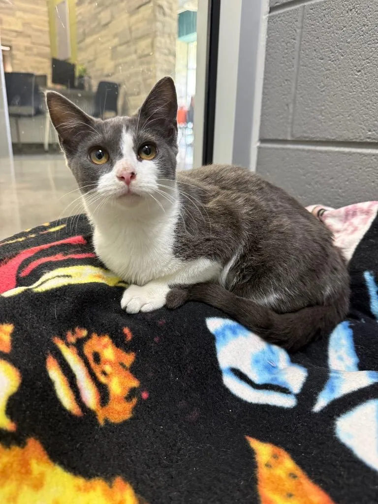 A baby medium-sized female Domestic Short Hair cat named Helena for adoption in Johnson City, TN