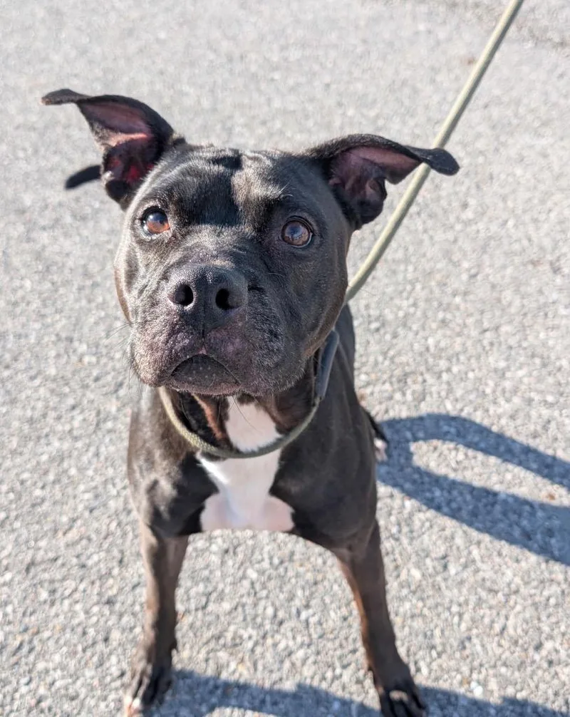 An adult medium-sized female Boxer dog named Velvet for adoption in Defiance, OH