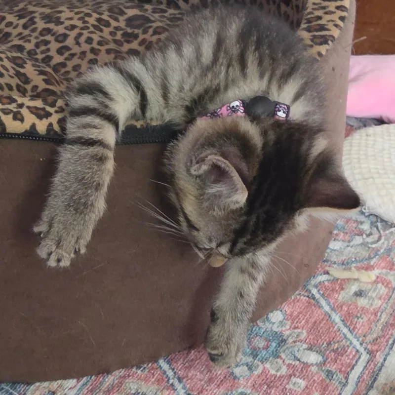 Princess Donut
