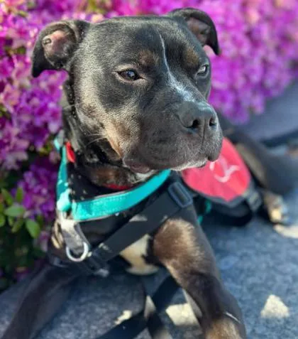 An adult medium-sized female Mixed Breed dog named Gal for adoption in West Chester, PA