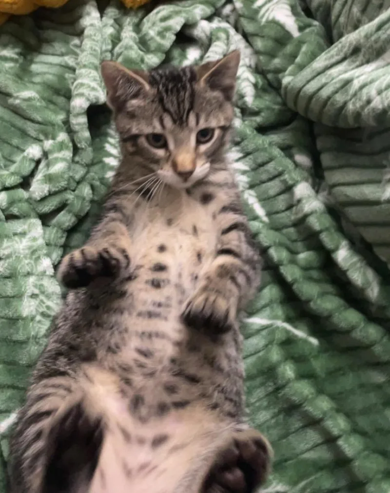 A baby small-sized male Domestic Short Hair cat named Poseidon for adoption in Fond Du Lac, WI