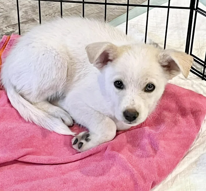 A baby medium-sized female White / Cream Australian Shepherd dog named Ivory for adoption in Austin, TX