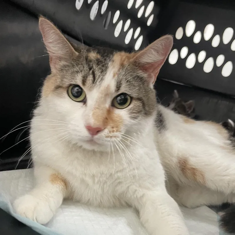An adult medium-sized female White Domestic Short Hair cat named Carmela for adoption in Edinburg, TX