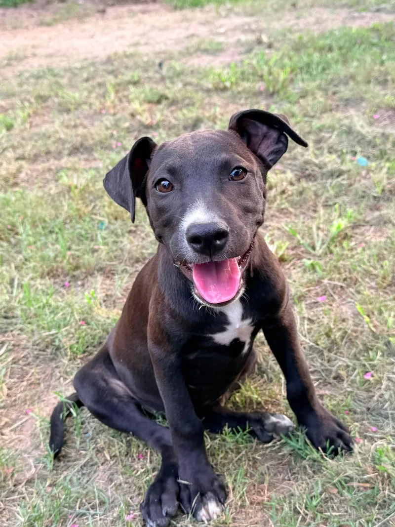 A baby medium-sized female Black Pit Bull Terrier dog named Sundae for adoption in Ayden, NC