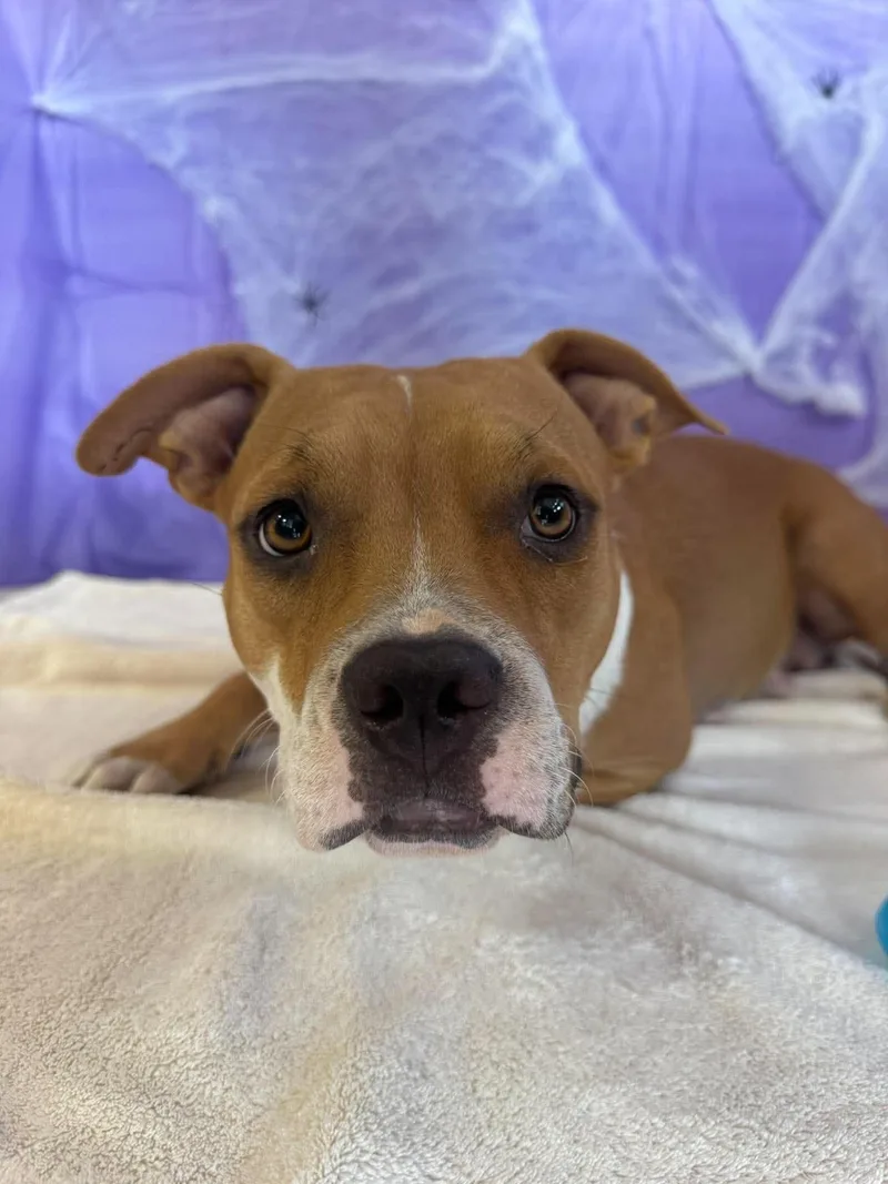 A baby medium-sized female Mixed Breed dog named Gnocchi for adoption in Chickasha, OK