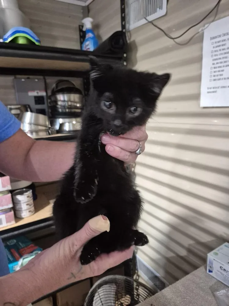 A baby small-sized female Black Domestic Short Hair cat named Blaire for adoption in Linton, IN