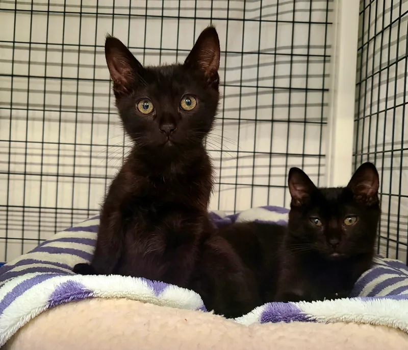 A baby medium-sized male Black Domestic Short Hair cat named Lady Luna & Phoenix for adoption in Kirkland, WA