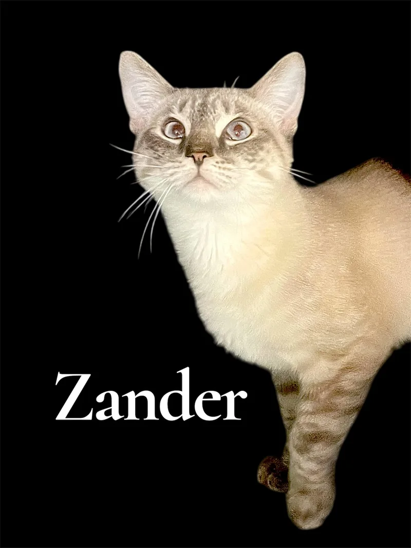 Zander