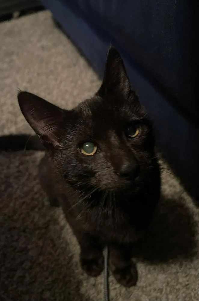 Miss Magoo thumbnail 2