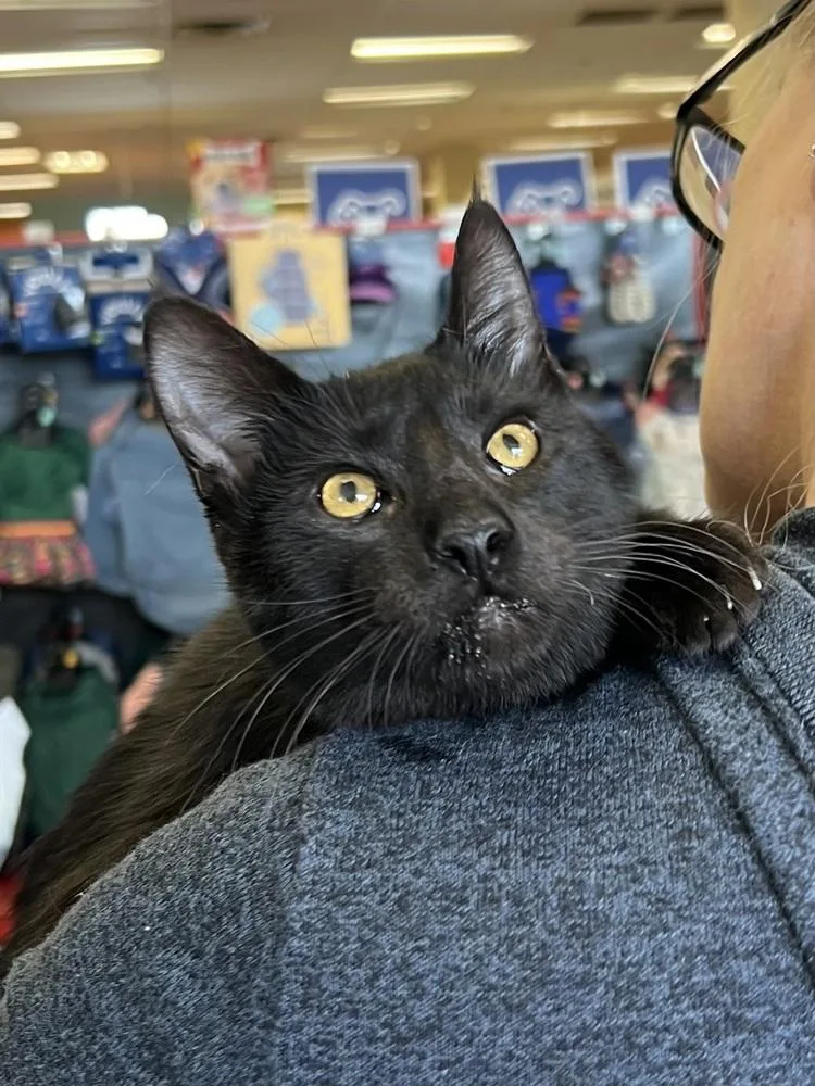 Miss Magoo thumbnail 3