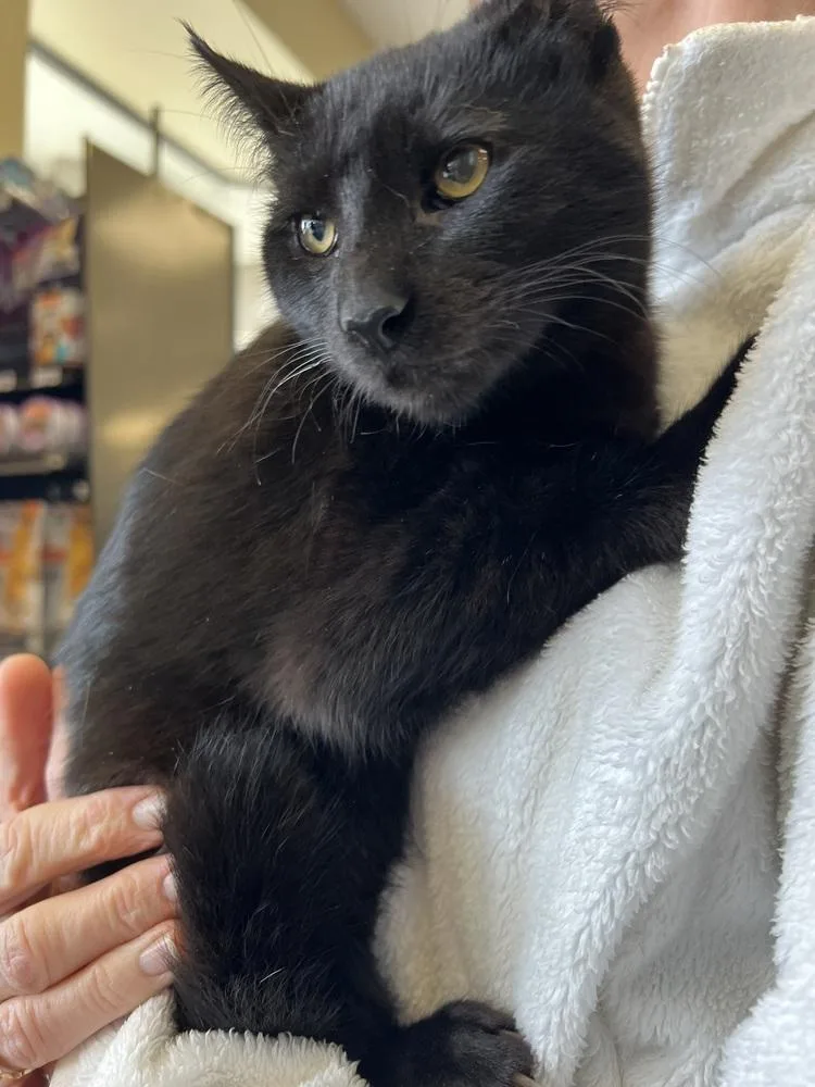 Miss Magoo thumbnail 5