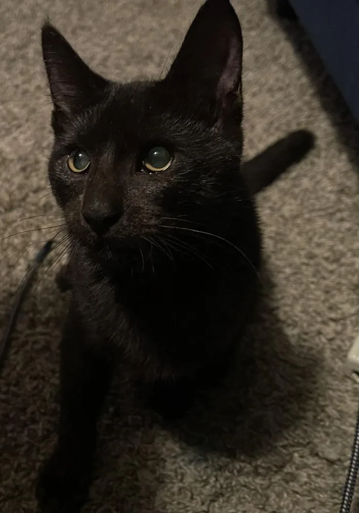 Miss Magoo thumbnail 6