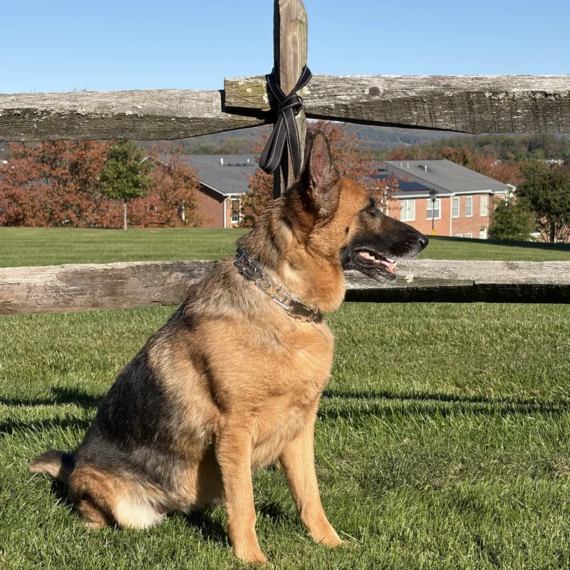 An adult medium-sized female German Shepherd Dog named Pearl for adoption in Thibodaux, LA