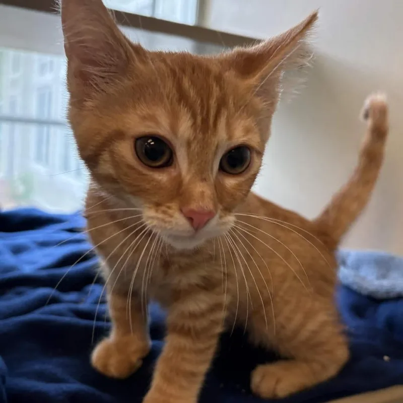 A baby small-sized male Orange / Red Domestic Short Hair cat named Lincoln for adoption in Gloucester, VA
